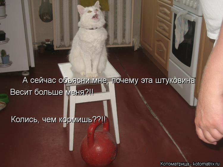 А сейчас объясни мне, почему эта штуковина Весит больше меня?!! Колись, чем кормишь??!!... Котоматрица: А сейчас объясни мне, почему эта штуковина Весит больше меня?!! Колись, чем кормишь??!!