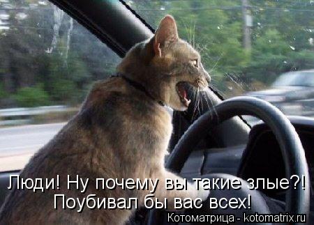 Люди! Ну почему вы такие злые?! Поубивал бы вас всех!... Котоматрица: Люди! Ну почему вы такие злые?! Поубивал бы вас всех!