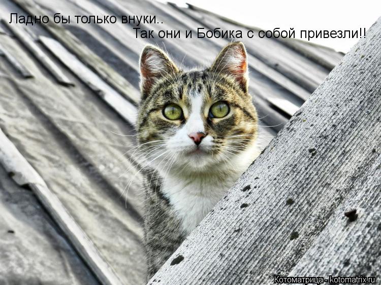 Ладно бы только внуки.. Так они и Бобика с собой привезли!!... Котоматрица: Ладно бы только внуки.. Так они и Бобика с собой привезли!!