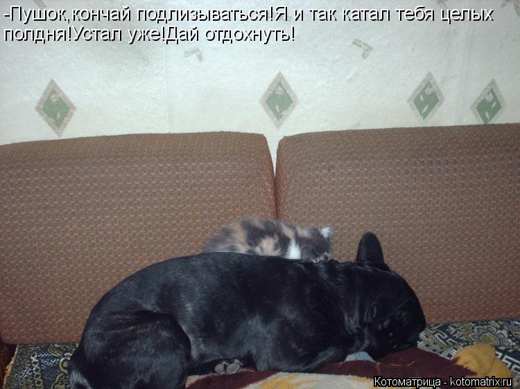 Котоматрица: -Пушок,кончай подлизываться!Я и так катал тебя целых полдня!Устал уже!Дай отдохнуть!