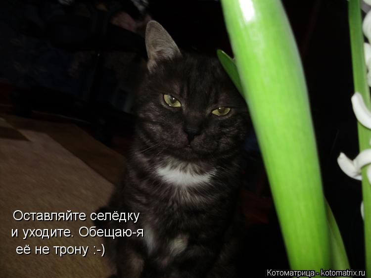 Котоматрица: Оставляйте селёдку и уходите. Обещаю-я её не трону :-)