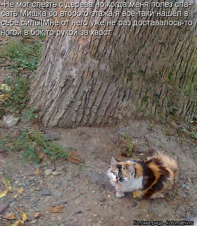 Котоматрица: -Не мог слезть с дерева,но когда меня полез спа- сать Мишка со второго этажа,я всё-таки нашёл в себе силы!Мне от него уже не раз доставалось-то