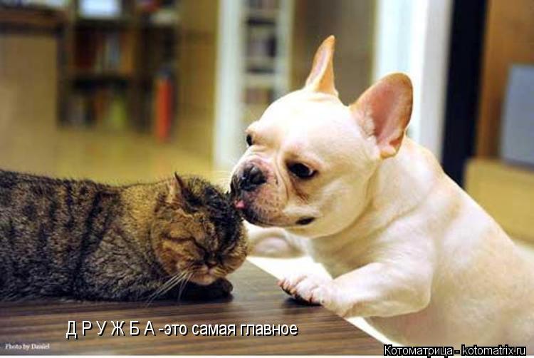 Д Р У Ж Б А -это самая главное... Котоматрица: Д Р У Ж Б А -это самая главное
