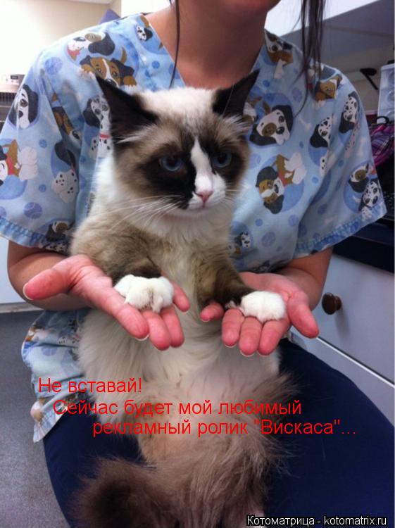 Котоматрица: Не вставай! Сейчас будет мой любимый  рекламный ролик "Вискаса"...