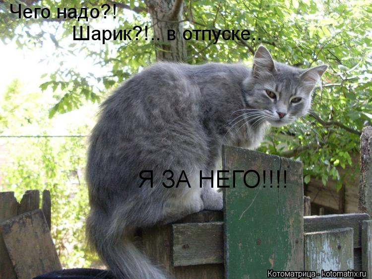 Чего надо?! Шарик?!.. в отпуске.. Я ЗА НЕГО!!!!... Котоматрица: Чего надо?! Шарик?!.. в отпуске.. Я ЗА НЕГО!!!!