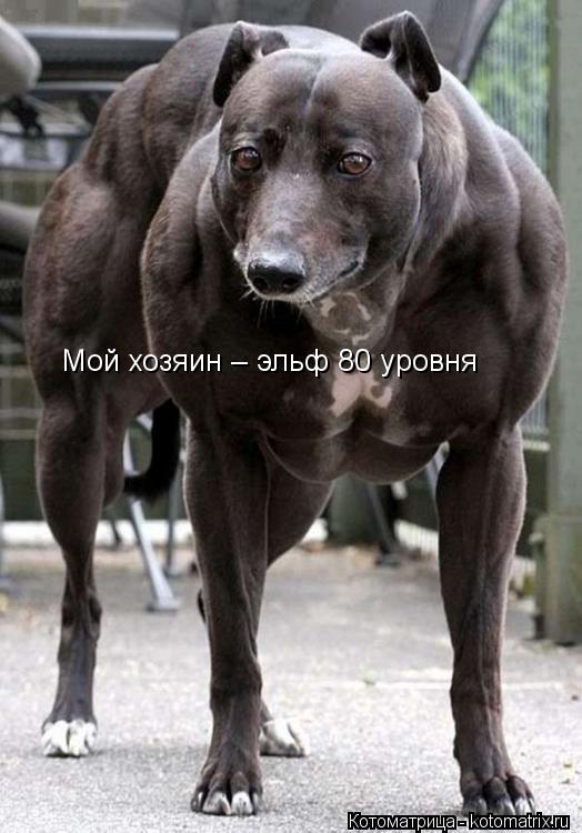 Котоматрица: Мой хозяин – эльф 80 уровня