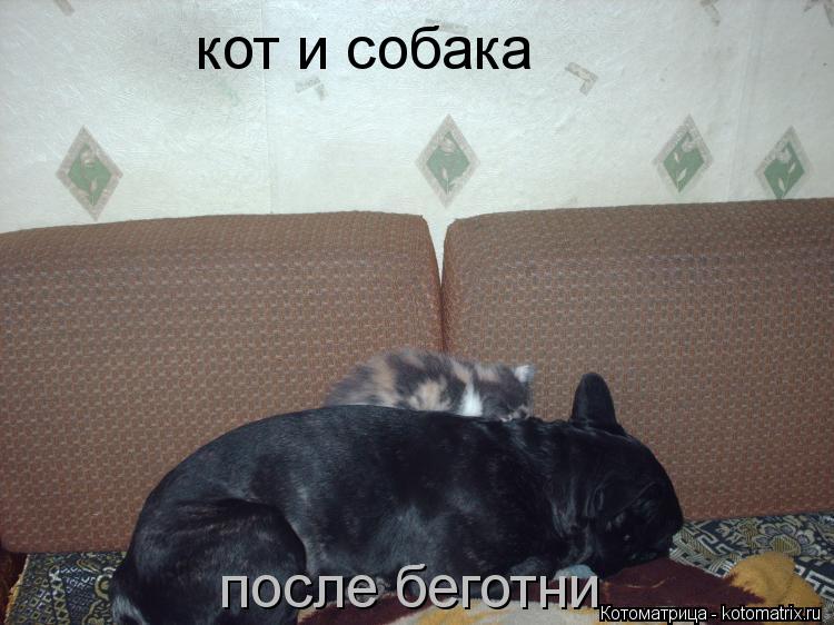 Котоматрица: кот и собака после беготни