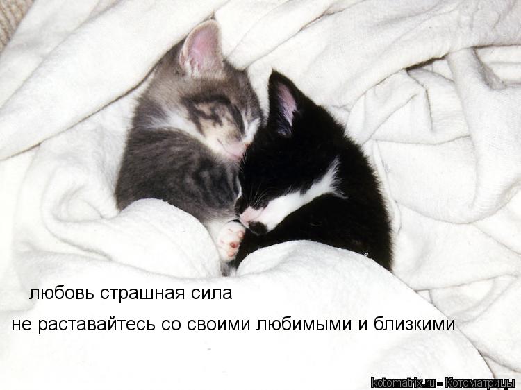 любовь страшная сила не раставайтесь со своими любимыми и близкими... Котоматрица: любовь страшная сила не раставайтесь со своими любимыми и близкими