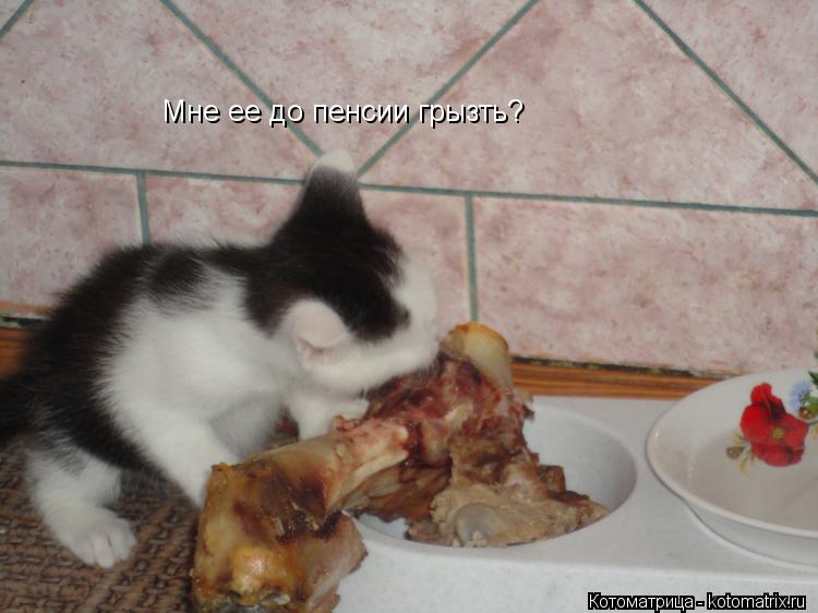 Котоматрица: Мне ее до пенсии грызть?