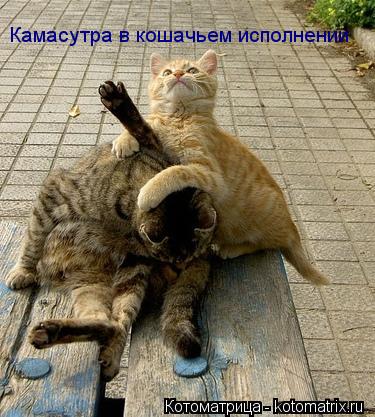 Камасутра в кошачьем исполнении... Котоматрица: Камасутра в кошачьем исполнении
