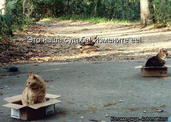Это наша судьба! Измените ее!... Котоматрица: Это наша судьба! Измените ее!