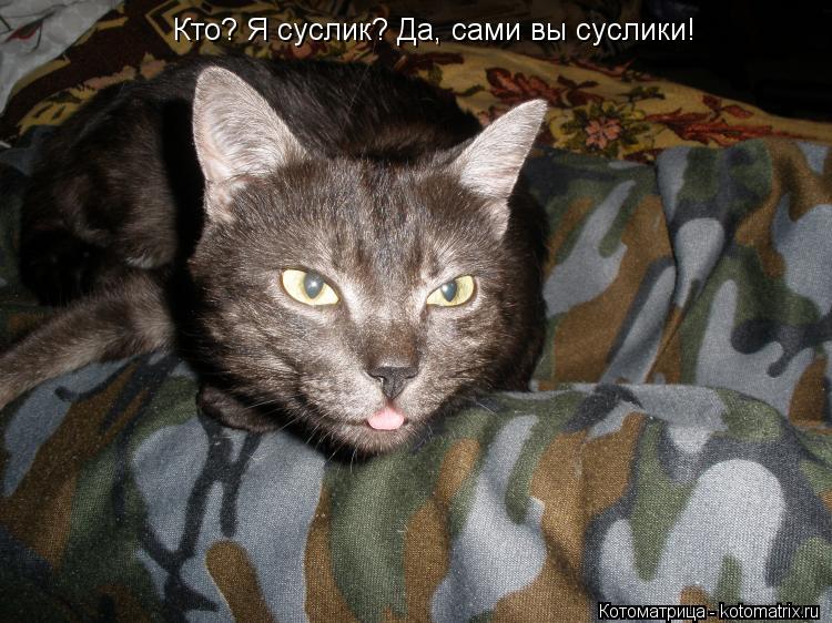 Котоматрица: Кто? Я суслик? Да, сами вы суслики!