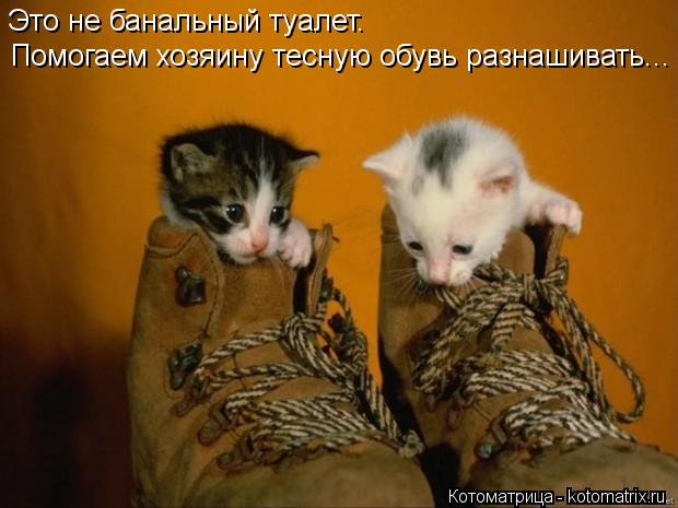 Котоматрица: Это не банальный туалет. Помогаем хозяину тесную обувь разнашивать...