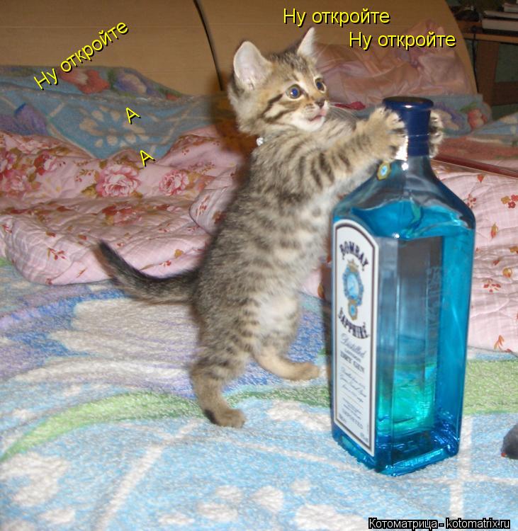 Котоматрица: Ну откройте  Ну откройте  Ну откройте  А А