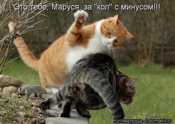 Это тебе, Маруся, за "кол" с минусом!!!... Котоматрица: Это тебе, Маруся, за "кол" с минусом!!!