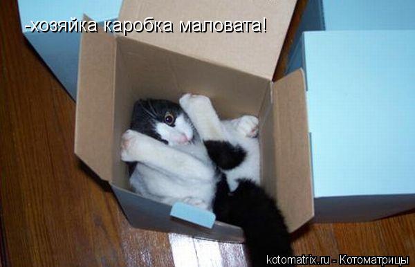 -хозяйка каробка маловата!... Котоматрица: -хозяйка каробка маловата!