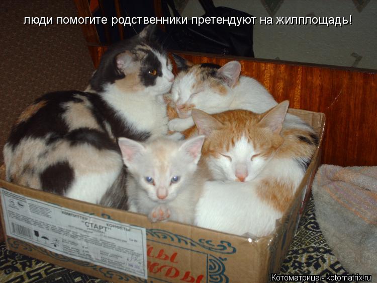 Котоматрица: люди помогите родственники претендуют на жилплощадь!