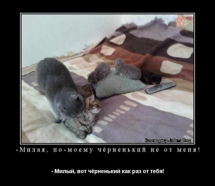 -Милая, по-моему чёрненький не от меня! - Милый, вот чёрненький как раз от тебя!... Котоматрица: -Милая, по-моему чёрненький не от меня! - Милый, вот чёрненький как раз от тебя!