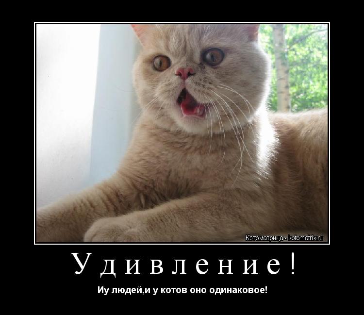 Удивление! Иу людей,и у котов оно одинаковое!... Котоматрица: Удивление! Иу людей,и у котов оно одинаковое!