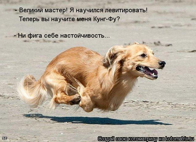 Котоматрица: - Великий мастер! Я научился левитировать! - Ни фига себе настойчивость... Теперь вы научите меня Кунг-Фу?