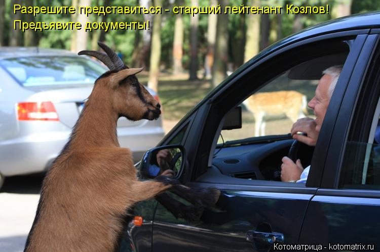 Разрешите представиться - старший лейтенант Козлов! Предъявите документы!... Котоматрица: Разрешите представиться - старший лейтенант Козлов! Предъявите документы!