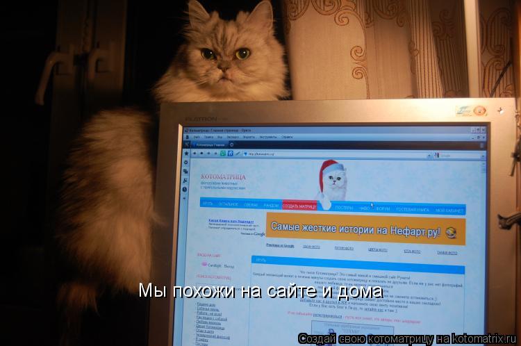 Мы похожи на сайте и дома... Котоматрица: Мы похожи на сайте и дома