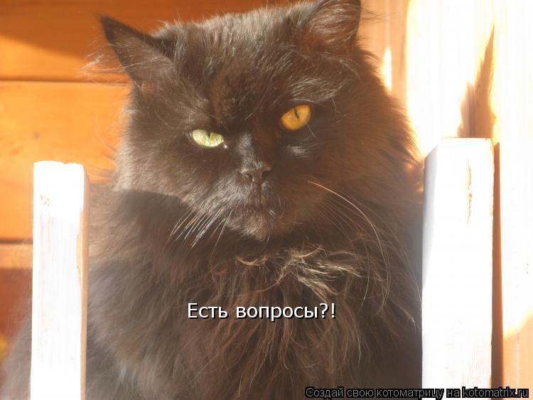Котоматрица: Есть вопросы?!
