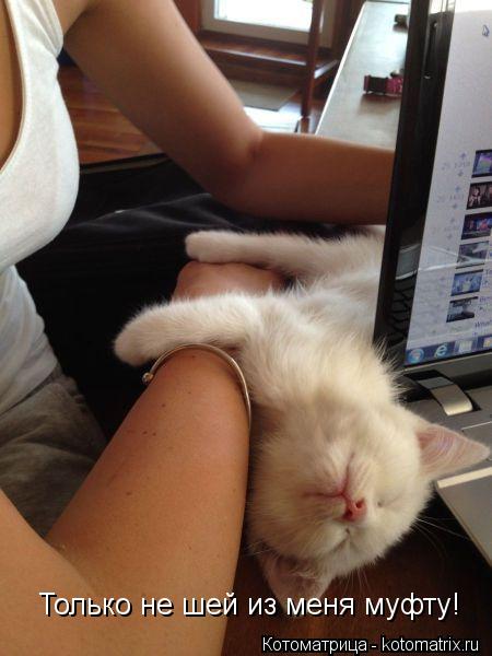 Котоматрица: Только не шей из меня муфту!