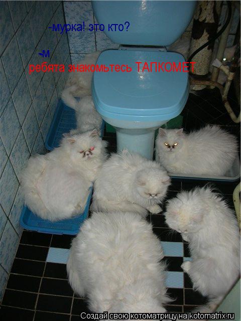 Котоматрица: - -м -мурка! это кто? -мурка! это кто? ребята знакомьтесь ТАПКОМЕТ