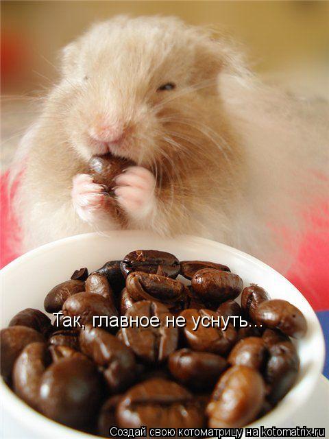 Так, главное не уснуть...... Котоматрица: Так, главное не уснуть...