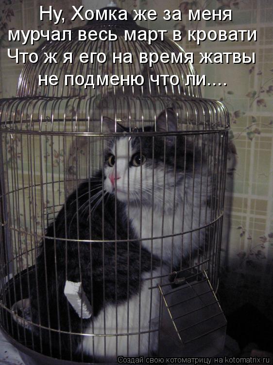 Котоматрица: Ну, Хомка же за меня мурчал весь март в кровати Что ж я его на время жатвы не подменю что ли....