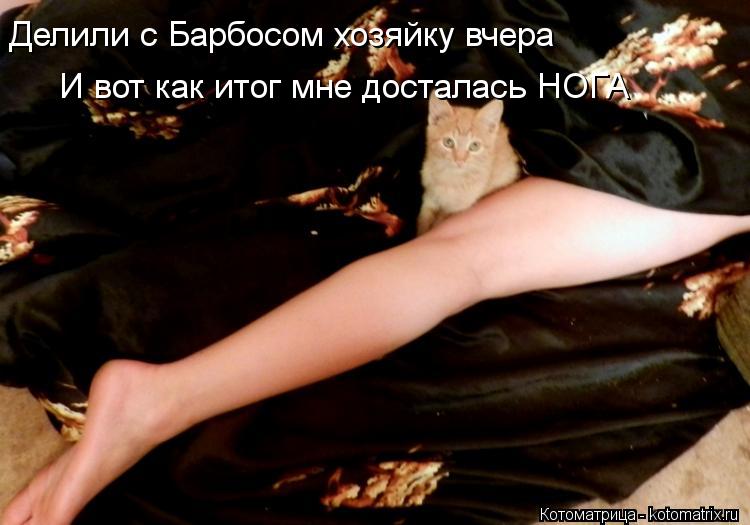 Делили с Барбосом хозяйку вчера И вот как итог мне досталась НОГА... Котоматрица: Делили с Барбосом хозяйку вчера И вот как итог мне досталась НОГА