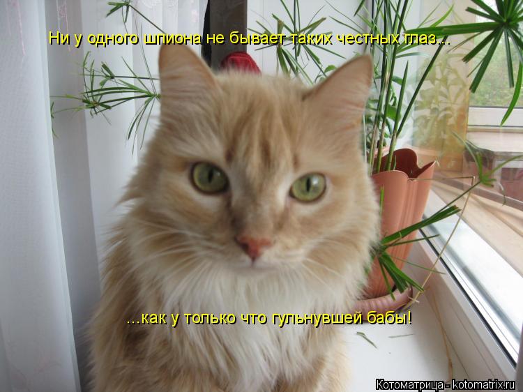 Котоматрица: Ни у одного шпиона не бывает таких честных глаз... ...как у только что гульнувшей бабы!
