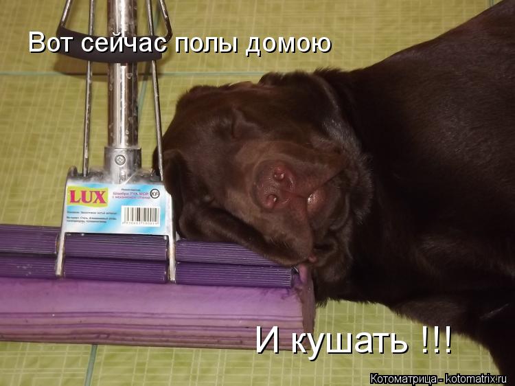 Котоматрица: Вот сейчас полы домою  И кушать !!!
