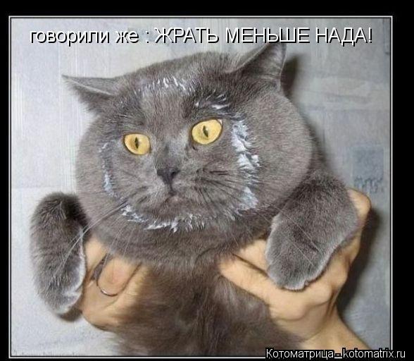 Котоматрица: говорили же : ЖРАТЬ МЕНЬШЕ НАДА!