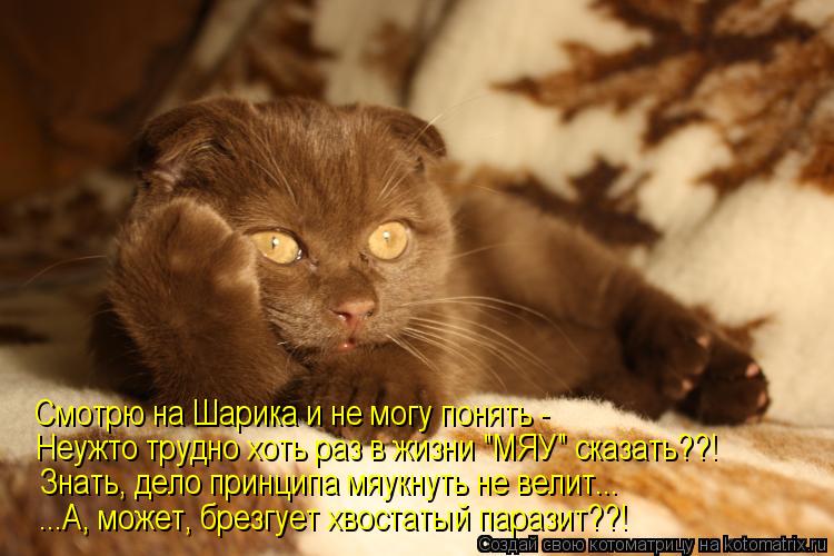 Смотрю на Шарика и не могу понять - Неужто трудно хоть раз в жизни "МЯУ" сказать??! Знать, дело принц... Котоматрица: Смотрю на Шарика и не могу понять - Неужто трудно хоть раз в жизни "МЯУ" сказать??! Знать, дело принципа мяукнуть не велит... ...А, может, брезгует