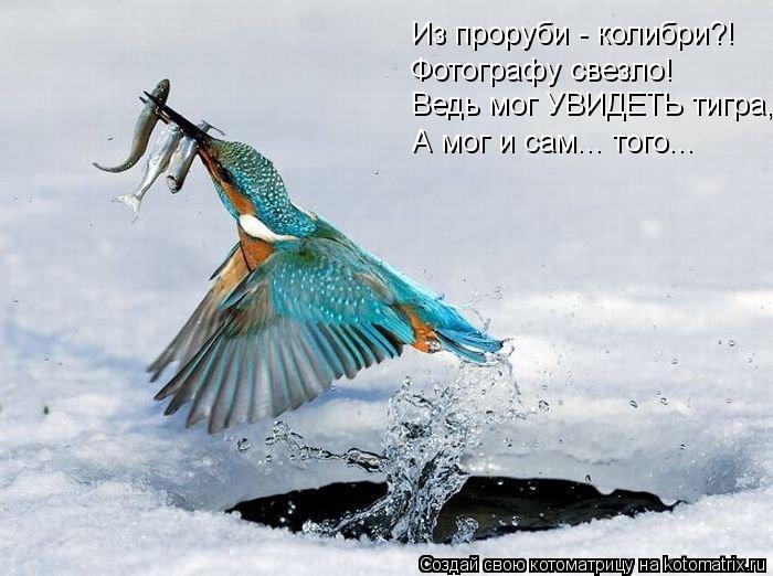 Котоматрица: Из проруби - колибри?! Фотографу свезло! Ведь мог УВИДЕТЬ тигра, А мог и сам... того...