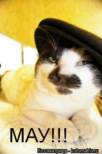 Котоматрица: МАУ!!!