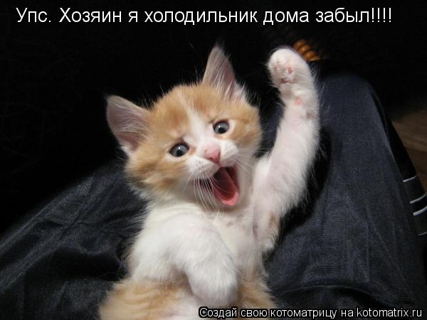 Котоматрица: Упс. Хозяин я холодильник дома забыл!!!!