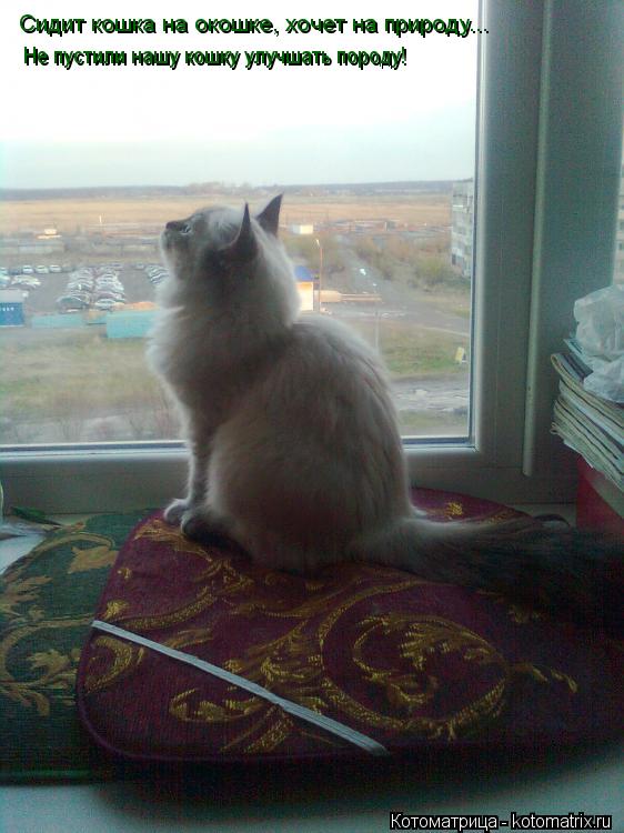 Котоматрица: Сидит кошка на окошке, хочет на природу...  Не пустили нашу кошку улучшать породу!