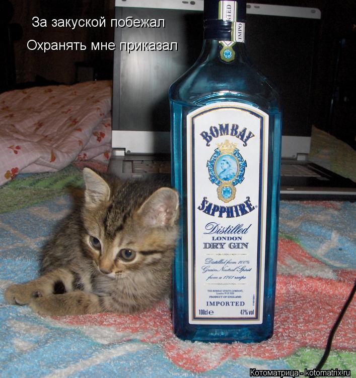 Котоматрица: За закуской побежал Охранять мне приказал