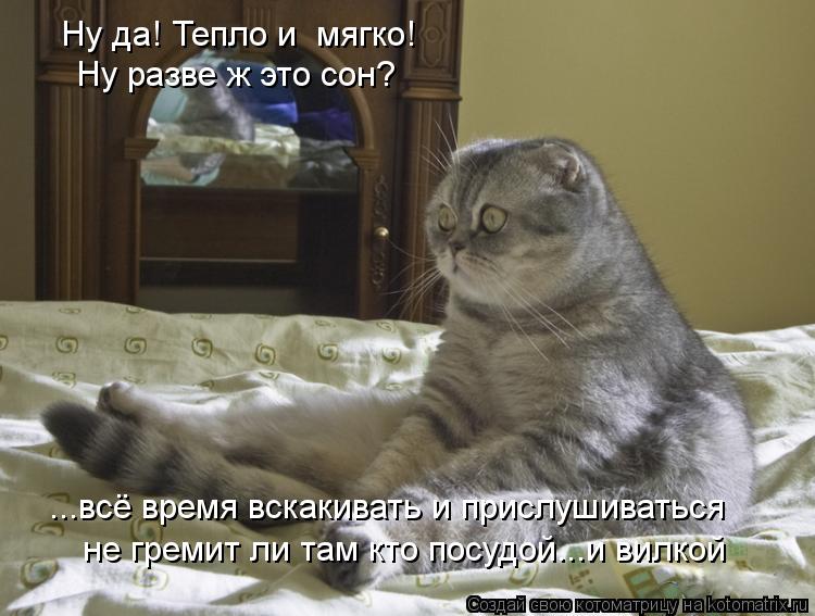Котоматрица: Ну да! Тепло и  мягко! Ну разве ж это сон?  ...всё время вскакивать и прислушиваться не гремит ли там кто посудой...и вилкой