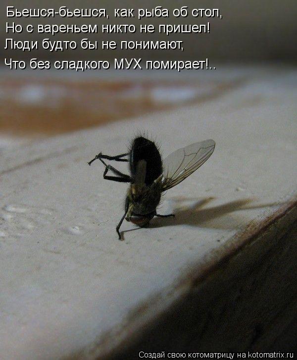Котоматрица: Бьешся-бьешся, как рыба об стол, Но с вареньем никто не пришел! Люди будто бы не понимают, Что без сладкого МУХ помирает!..