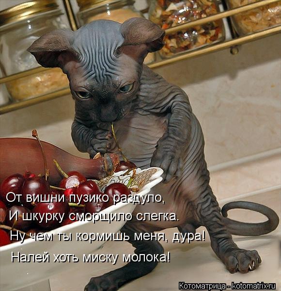 От вишни пузико раздуло, И шкурку сморщило слегка. Ну чем ты кормишь меня, дура! Налей хоть миску мол... Котоматрица: От вишни пузико раздуло, И шкурку сморщило слегка. Ну чем ты кормишь меня, дура! Налей хоть миску молока!