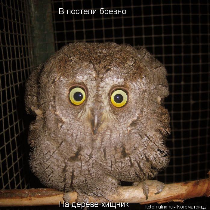 Котоматрица: В постели-бревно На дереве-хищник
