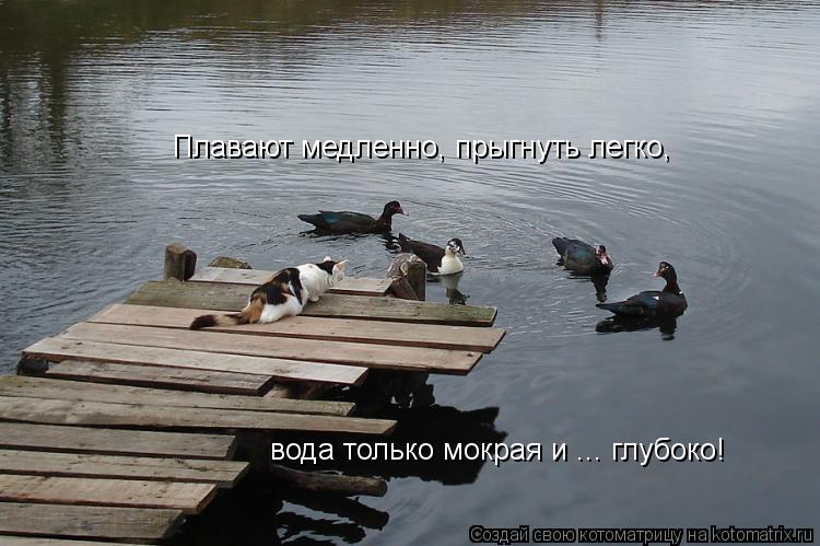 Плавают медленно, прыгнуть легко, вода только мокрая и ... глубоко!... Котоматрица: Плавают медленно, прыгнуть легко, вода только мокрая и ... глубоко!