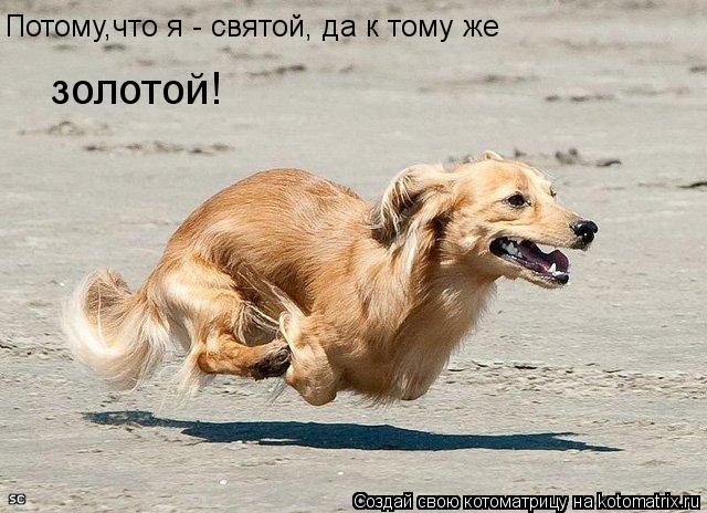 Котоматрица: Потому,что я - святой, да к тому же золотой!