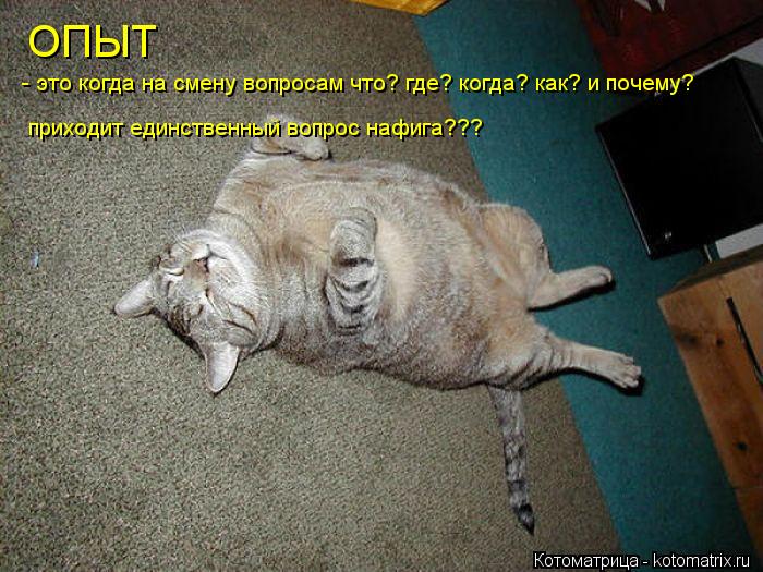 Котоматрица: ОПЫТ - это когда на смену вопросам что? где? когда? как? и почему?  приходит единственный вопрос нафига???