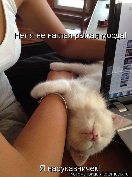 Котоматрица: Нет я не наглая рыжая морда! Я нарукавничек!