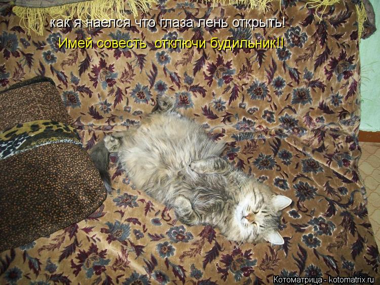 как я наелся что глаза лень открыть! Имей совесть отключи будильник!!... Котоматрица: как я наелся что глаза лень открыть! Имей совесть отключи будильник!!